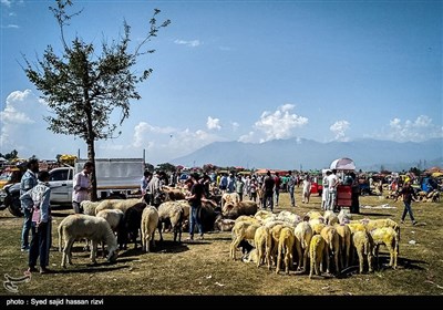 بازار عید قربان در کشمیر