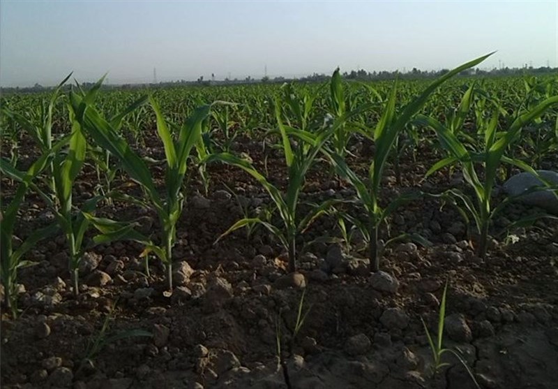 تحقیقات کشاورزی دانش‌بنیان در استان اردبیل توسعه می‌یابد