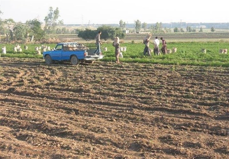 4.5 میلیون تن محصولات کشاورزی در استان اردبیل تولید می‌شود