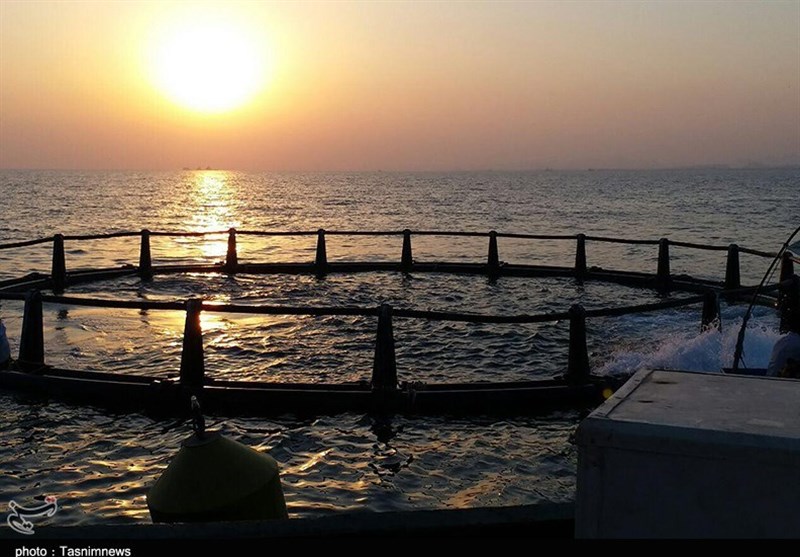نخستین طرح پرورش ماهی در قفس در آب‌های خلیج فارس استان بوشهر افتتاح شد+ فیلم