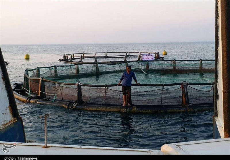 10 هزار تن ماهی پرورشی در استان بوشهر تولید می‌شود