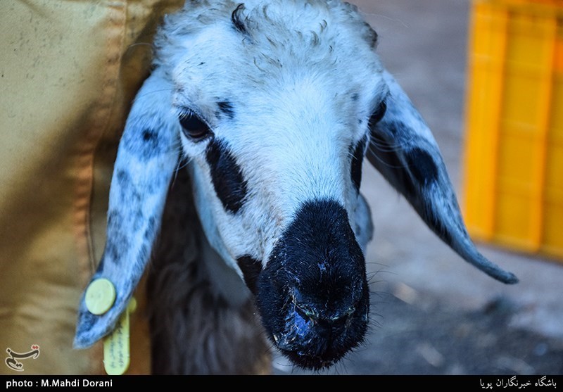 پرونده حاشیه نشینی|گوسفندهای پلاک لیزری برای بازگشت جوانان به روستا
