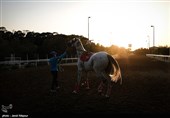 نژادهای اسب موجود در استان لرستان اصلاح می‌شود