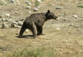 خرس هم در صفحه شطرنج مسئولان محیط زیست گلستان مات شد