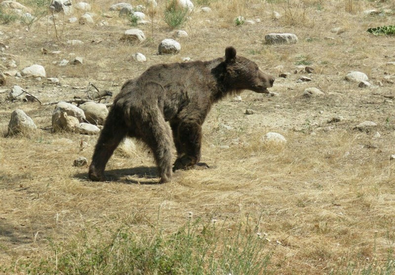خرس قهوه‌ای باعث مسدود شدن جاده منتهی به صالح آباد شد+فیلم