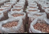 فله‌فروشی محصولات کشاورزی در استان گیلان مطلوب نیست