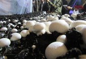 دانش تولید بذر قارچ به کشور انتقال یافت