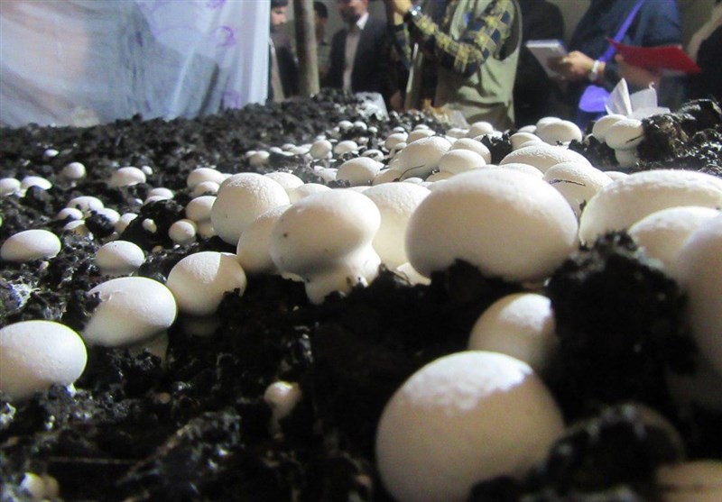 دانش تولید بذر قارچ به کشور انتقال یافت