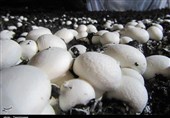 کشف محموله قارچ‌های آلوده به رادیواکتیو چرنوبیل