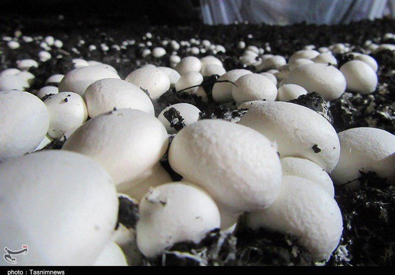 کشف محموله قارچ‌های آلوده به رادیواکتیو چرنوبیل