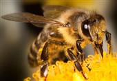 فیلم/ تولد روح‌نواز زنبورهای عسل