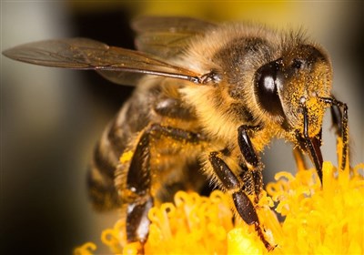  تأثیر "نیش زنبور" بر درمان بیماری کرونا؟! 