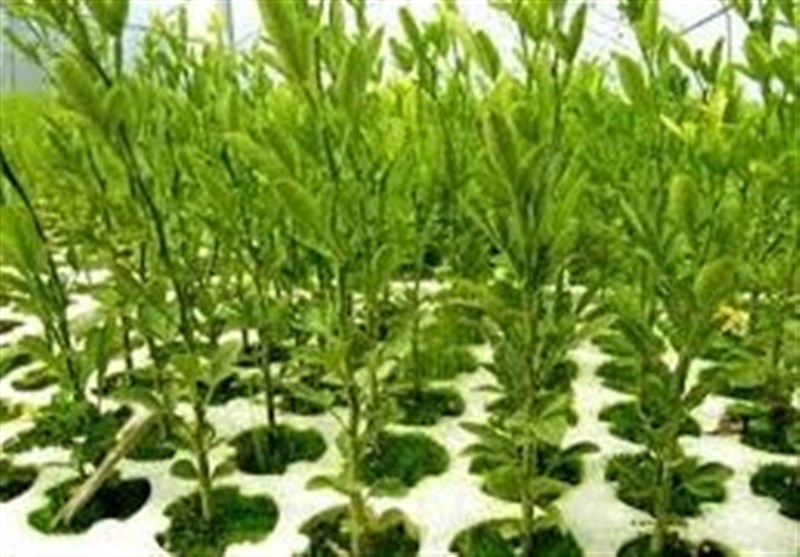میزان یارانه تولید بذر در کشور نزولی است