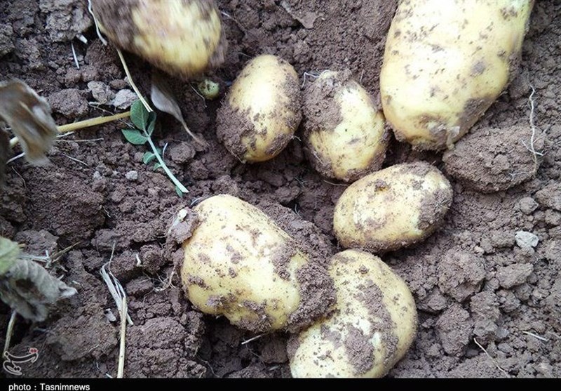 اردبیل|خسارت وارد شده به مزارع سیب‌زمینی اردبیل بررسی می‌شود