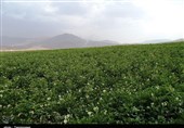 خوزستان|میانگین تولید سبزیجات غده‌ای و میوه‌ای اندیمشک به 107 هزار تن می‌رسد
