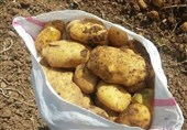 طرح کشت پاییزه و زمستانه سیب‌زمینی در 200 هکتار از اراضی اردبیل اجرا می‌شود