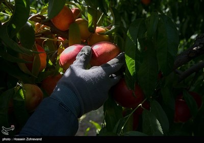 باغداران امسال به علت کم آبی و تنش های ایجاد شده با شرکت آب منطقه ای تهران ،محصول خود را زودتر از موقع مقرر برداشت کرده اند که این امر منجر به نیم بها شدن محصولات شده است