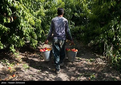 باغداران امسال به علت کم آبی و تنش های ایجاد شده با شرکت آب منطقه ای تهران ،محصول خود را زودتر از موقع مقرر برداشت کرده اند که این امر منجر به نیم بها شدن محصولات شده است