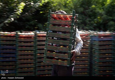 باغداران امسال به علت کم آبی و تنش های ایجاد شده با شرکت آب منطقه ای تهران ،محصول خود را زودتر از موقع مقرر برداشت کرده اند که این امر منجر به نیم بها شدن محصولات شده است