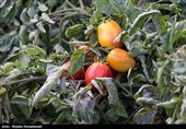 بندرعباس|گوجه‌فرنگی استان هرمزگان به عراق و آسیای میانه صادر می‌شود