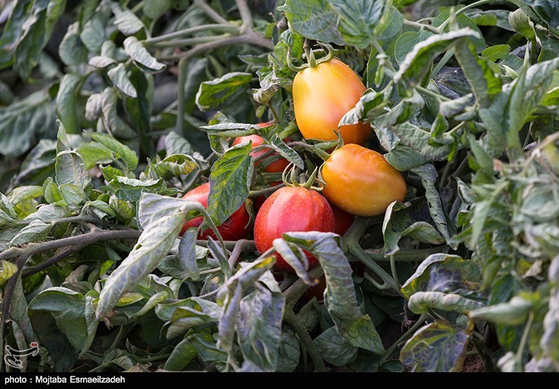 بارش تگرگ به مزارع گوجه‌فرنگی استان بوشهر خسارت وارد کرد