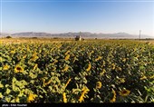 98 درصد مطالبات محصول آفتاب‌گردان کشاورزان گلستان پرداخت شد