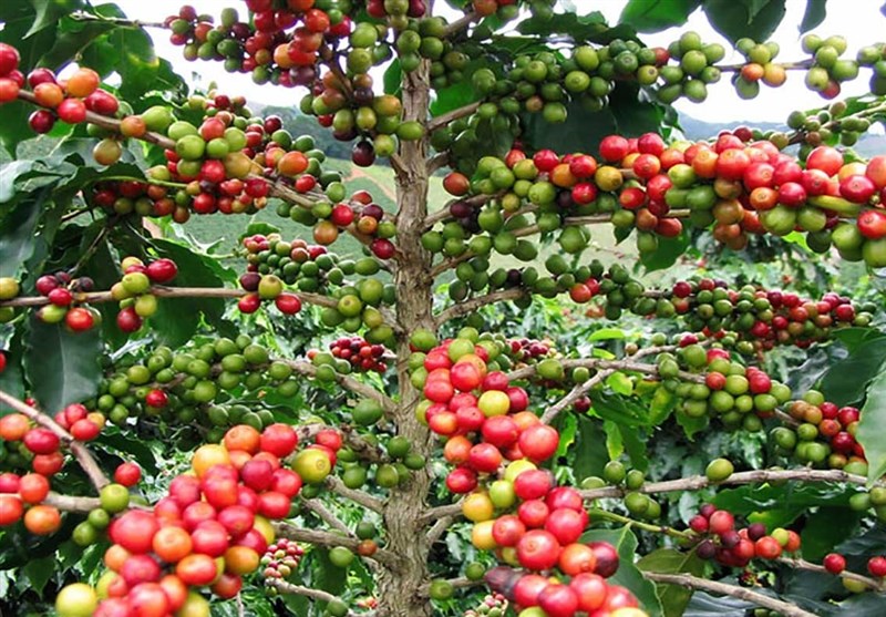 دراسة: محصول القهوة فی خطر بسبب التغیرات المناخیة
