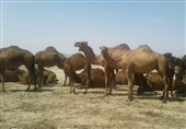 سیستان و بلوچستان استان نخست کشور در پرورش شتر