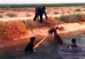 نجات خشونت‌آمیز گوزن زرد ایرانی از کانال آب + فیلم