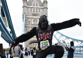 گوریل‌ها در خیابان‌های لندن مسابقه می دهند+عکس