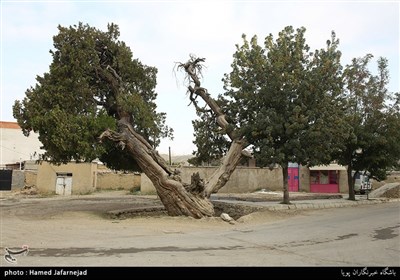 درخت کهنسال 700 ساله در روستای راز و جرگلان خراسان شمالی