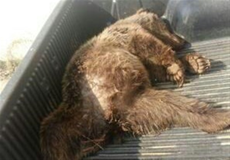 سمنان| یک قلاده خرس قهوه‌ای در شاهرود بر اثر تصادف تلف شد