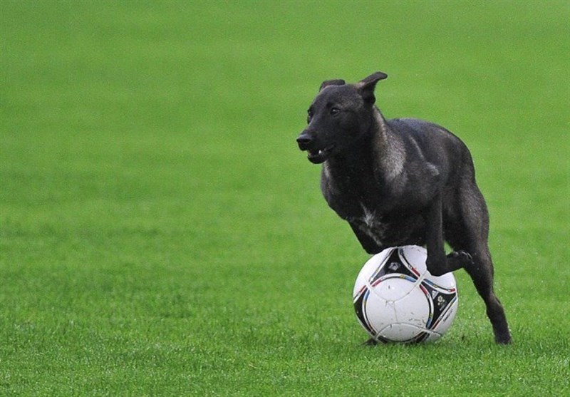 سگ بازیگوش یک بازی در لیگ آرژانتین را متوقف کرد
