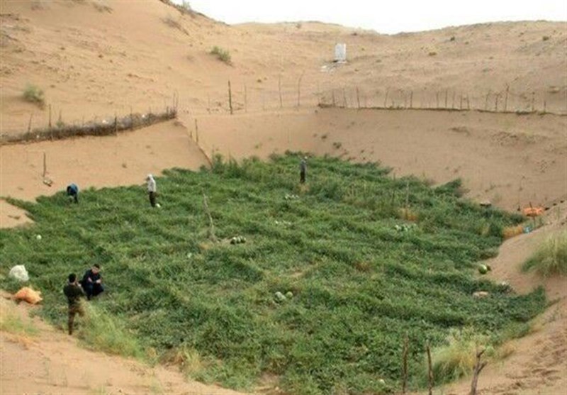 دانش بومی کاشت هندوانه دیمی آران‌ و‌ بیدگل در فهرست میراث ناملموس کشور ثبت شد