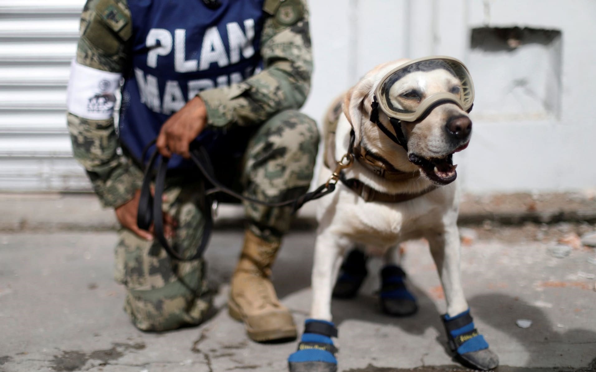 &quot;فریدا&quot; سگ زنده‌یاب، قهرمان ملی مکزیک+تصاویر