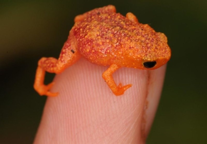 Tiny Brazilian Frogs Deaf to Own Calls