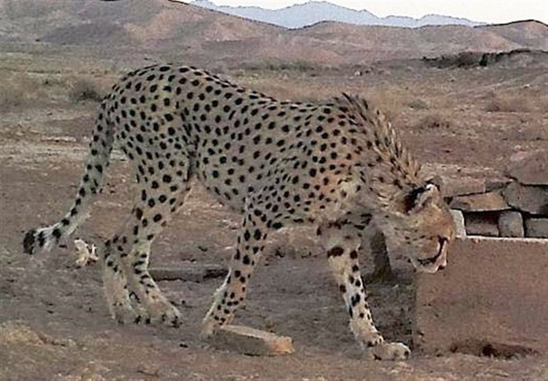 Family of Iranian Cheetahs Observed in Semnan Wildlife National Park (+Video)