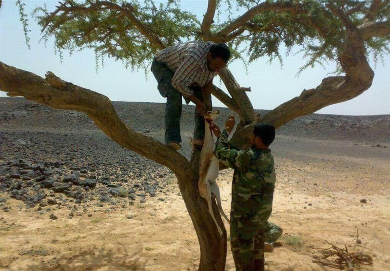 پذیرایی خونین شکارچیان عراقی از آهوان فراری ایران + عکس