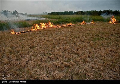 سوزاندن زمین زراعتی مازندران
