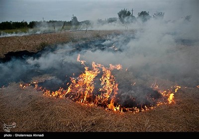 سوزاندن زمین زراعتی مازندران