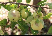 خسارت تگرگ به باغات سیب شهرستان اهر به روایت تصویر