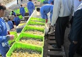 افزایش 20 درصدی تولید میگوی پرورشی در میناب