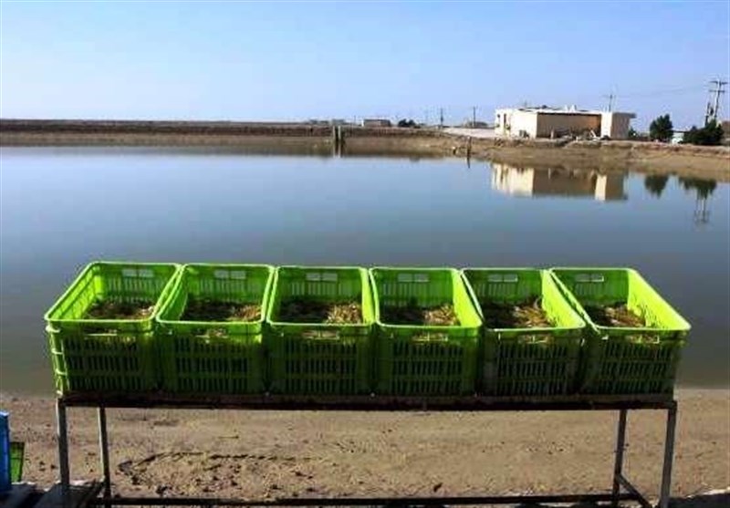 بوشهر|5000 هکتار اراضی ساحلی استان بوشهر به پرورش میگو اختصاص یافت