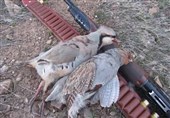 شکارچیان متخلف در شهرستان سلسله دستگیر شدند