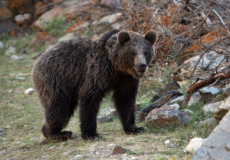 30 قلاده خرس قهوه‌ای در البرز زیست می‌کنند