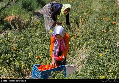  برداشت گوجه فرنگی یکی از منابع درآمدی کشاورزان روستای سوخسو رحیمی از توابع خراسان شمالی می باشد