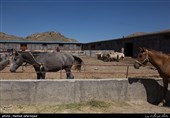 پرورش اسب ترکمن در شهرستان راز و جرگلان - استان خراسان شمالی