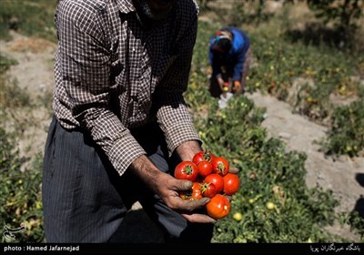  برداشت گوجه فرنگی یکی از منابع درآمدی کشاورزان روستای سوخسو رحیمی از توابع خراسان شمالی می باشد