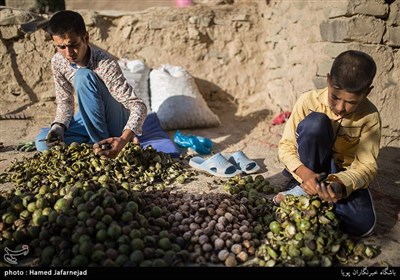 برداشت گردو و عرضه آن به بازار یکی از منابع امرار معاش اهالی روستای مرزنشین «تکله قوز» می باشد