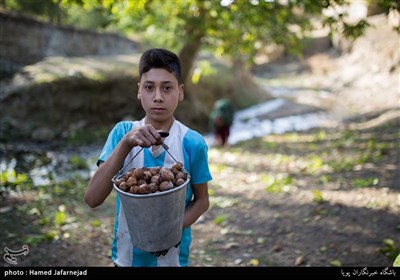 برداشت گردو و عرضه آن به بازار یکی از منابع امرار معاش اهالی روستای مرزنشین «تکله قوز» می باشد